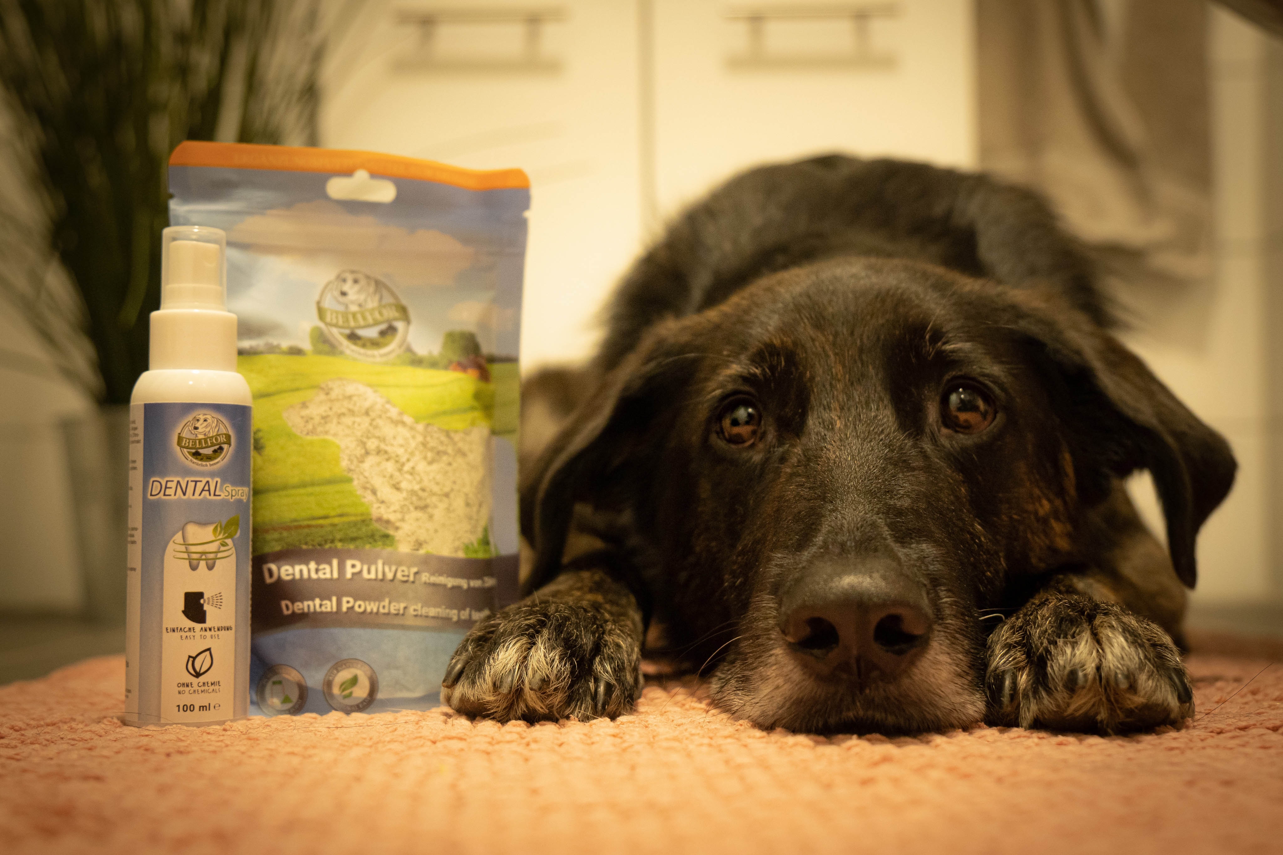 Sparset für die wirkungsvolle Zahnpflege