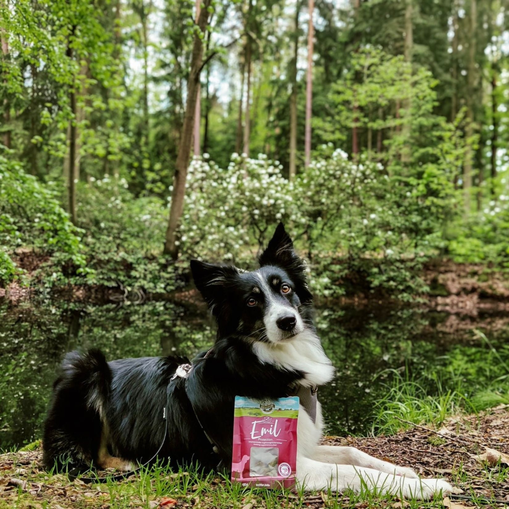 Emil Protection – Köstliche Hundesnacks mit Lachs für starke Abwehrkräfte 100 g / 60 Stücke