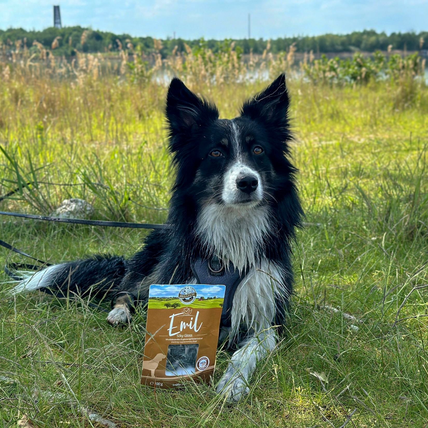 Emil Silky Gloss Soft-Snacks mit Lachs von Bellfor 100 g / 60 Stücke