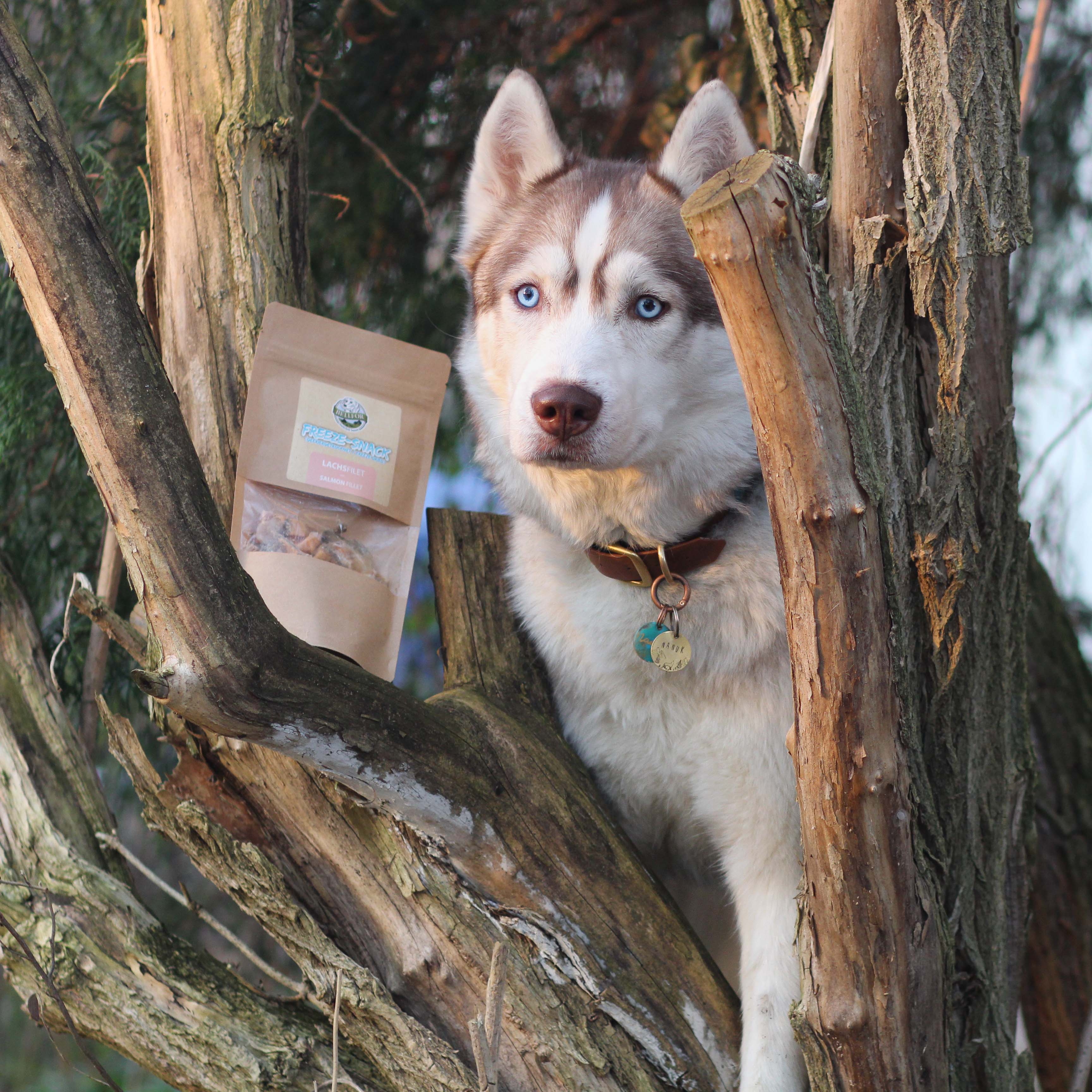 Freeze-Snack für Hunde - Lachsfilet (gefriergetrocknet) - 50 g
