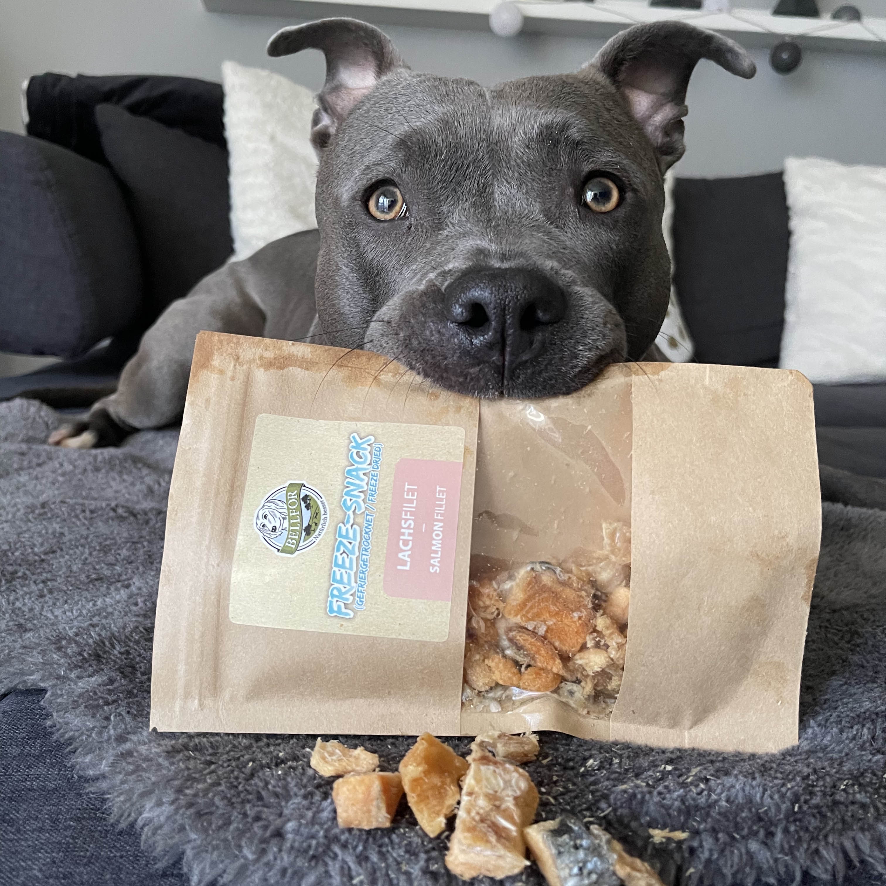 Freeze-Snack für Hunde - Lachsfilet (gefriergetrocknet) - 50 g