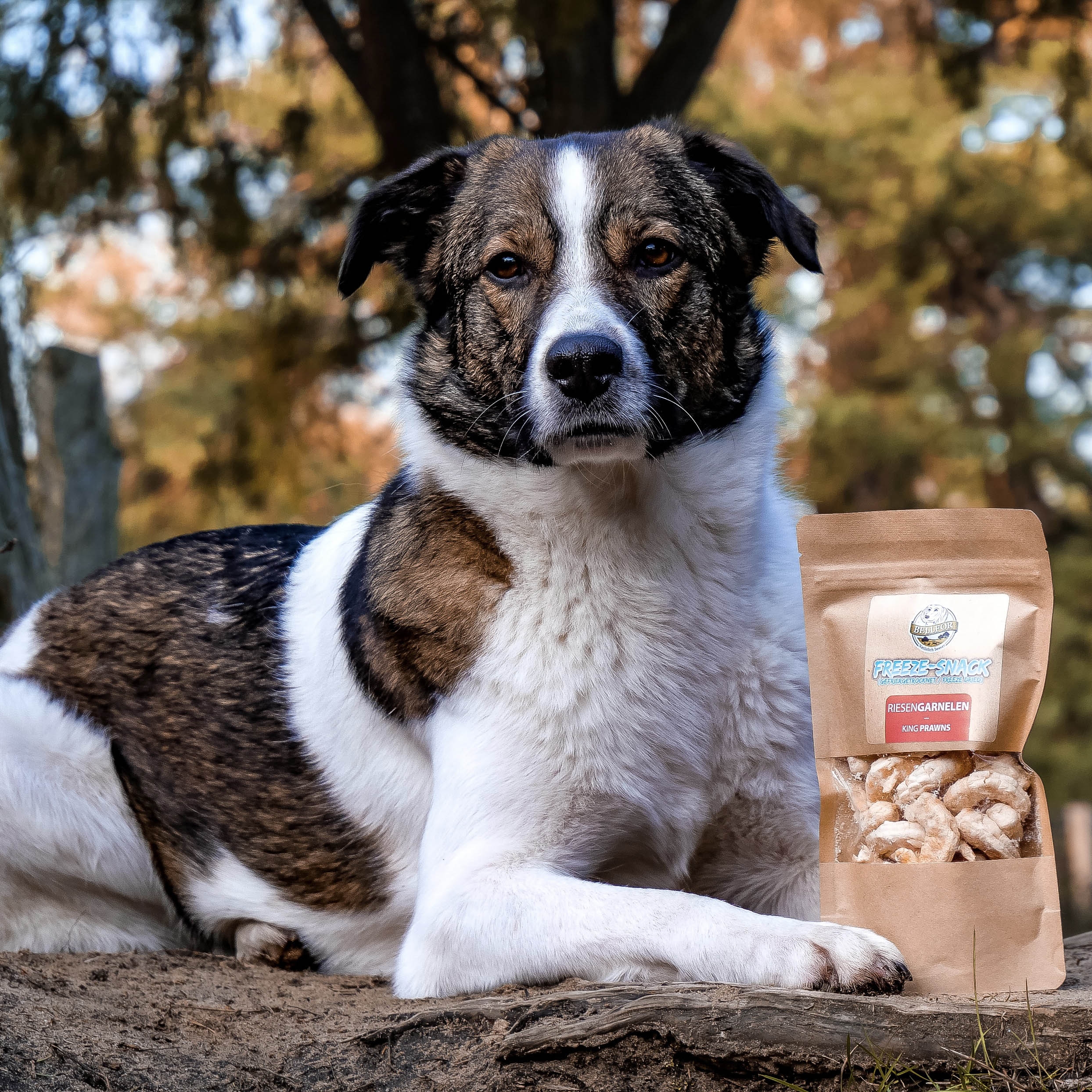 Freeze-Snack für Hunde - Riesengarnelen (gefriergetrocknet) - 35 g