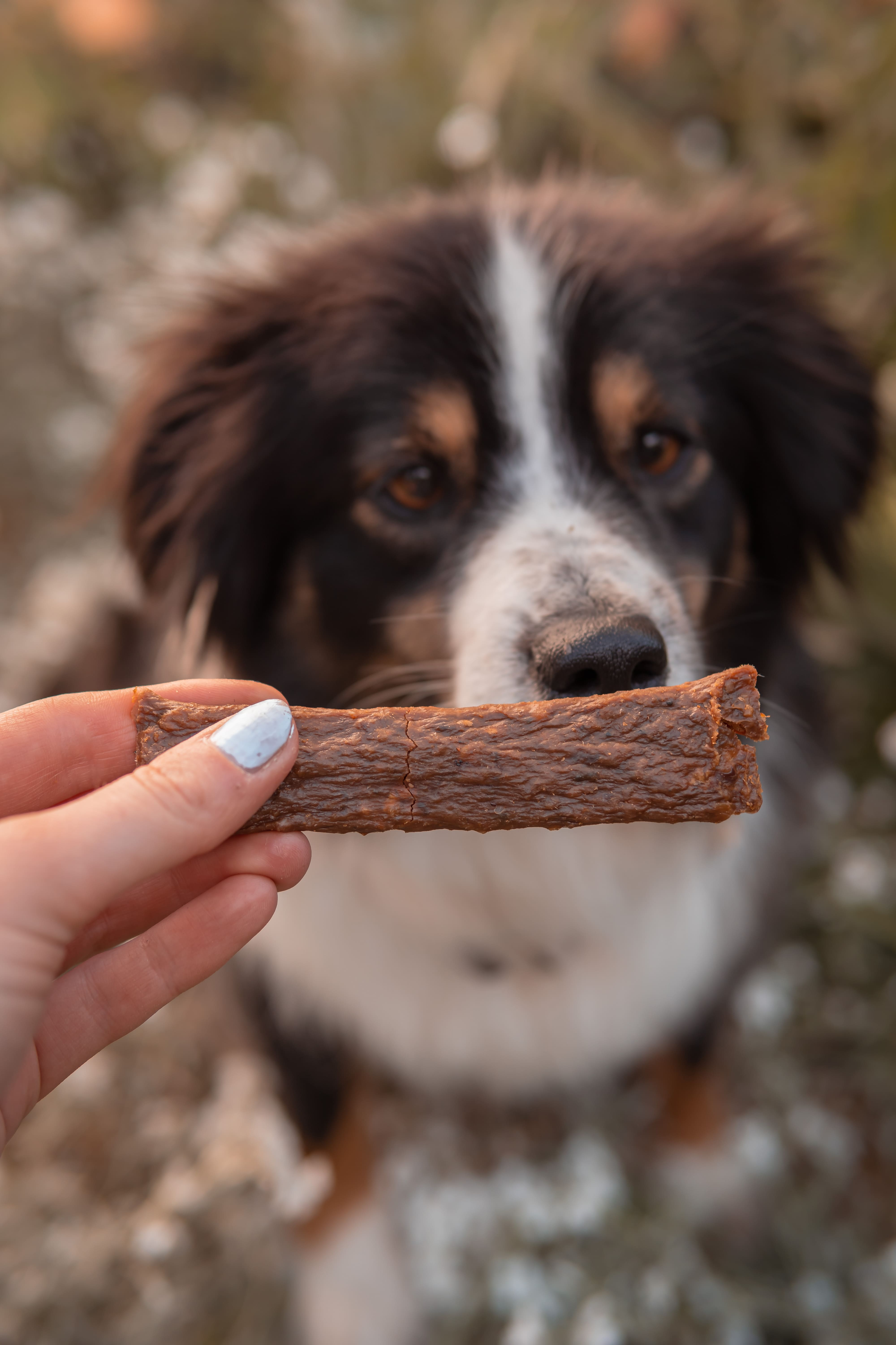 Hundesnack - Fleischstreifen Lamm - 100 g