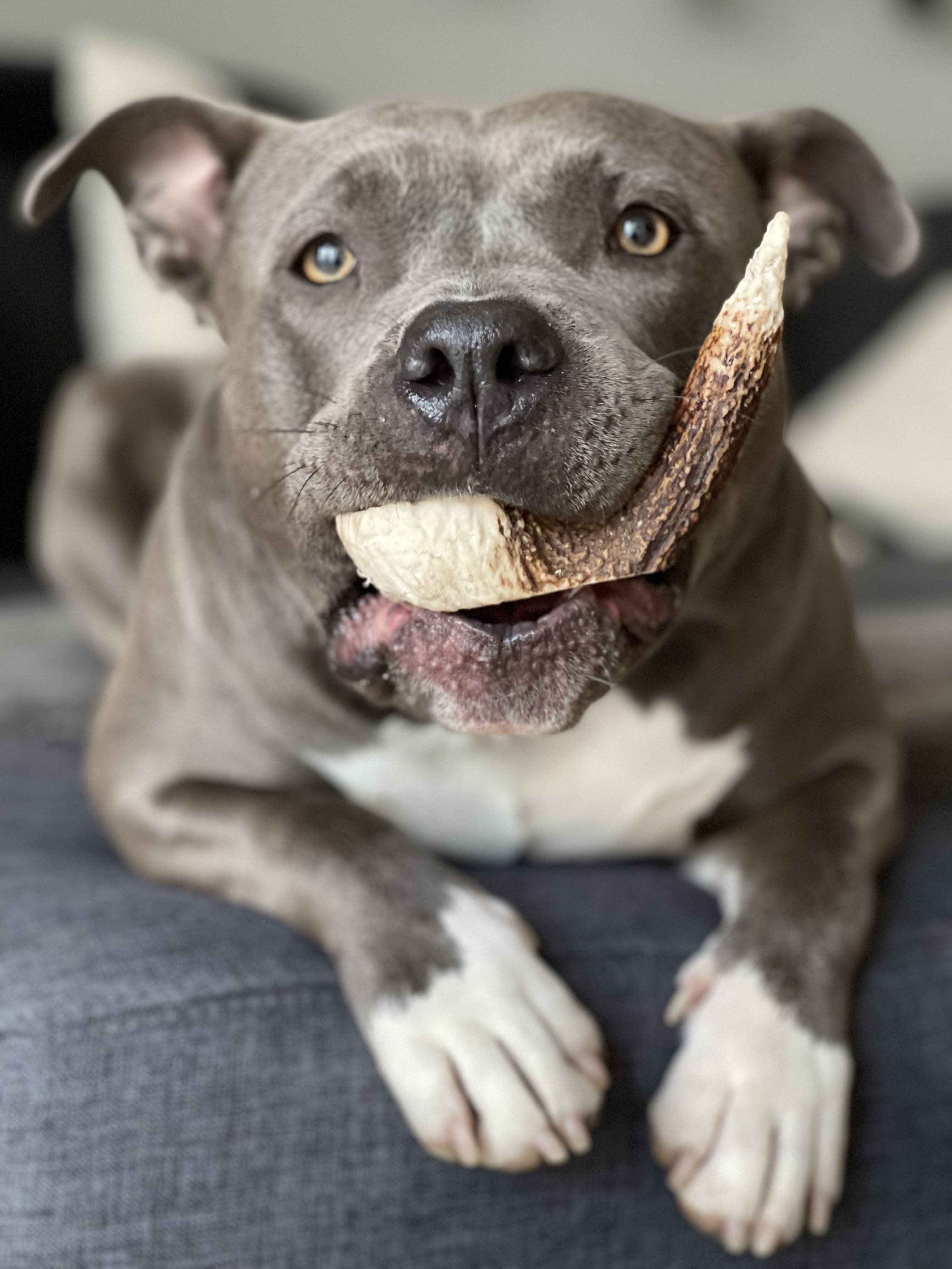 Hirschgeweih für Hunde - Hirsch-Geweihe XXL - 160 g