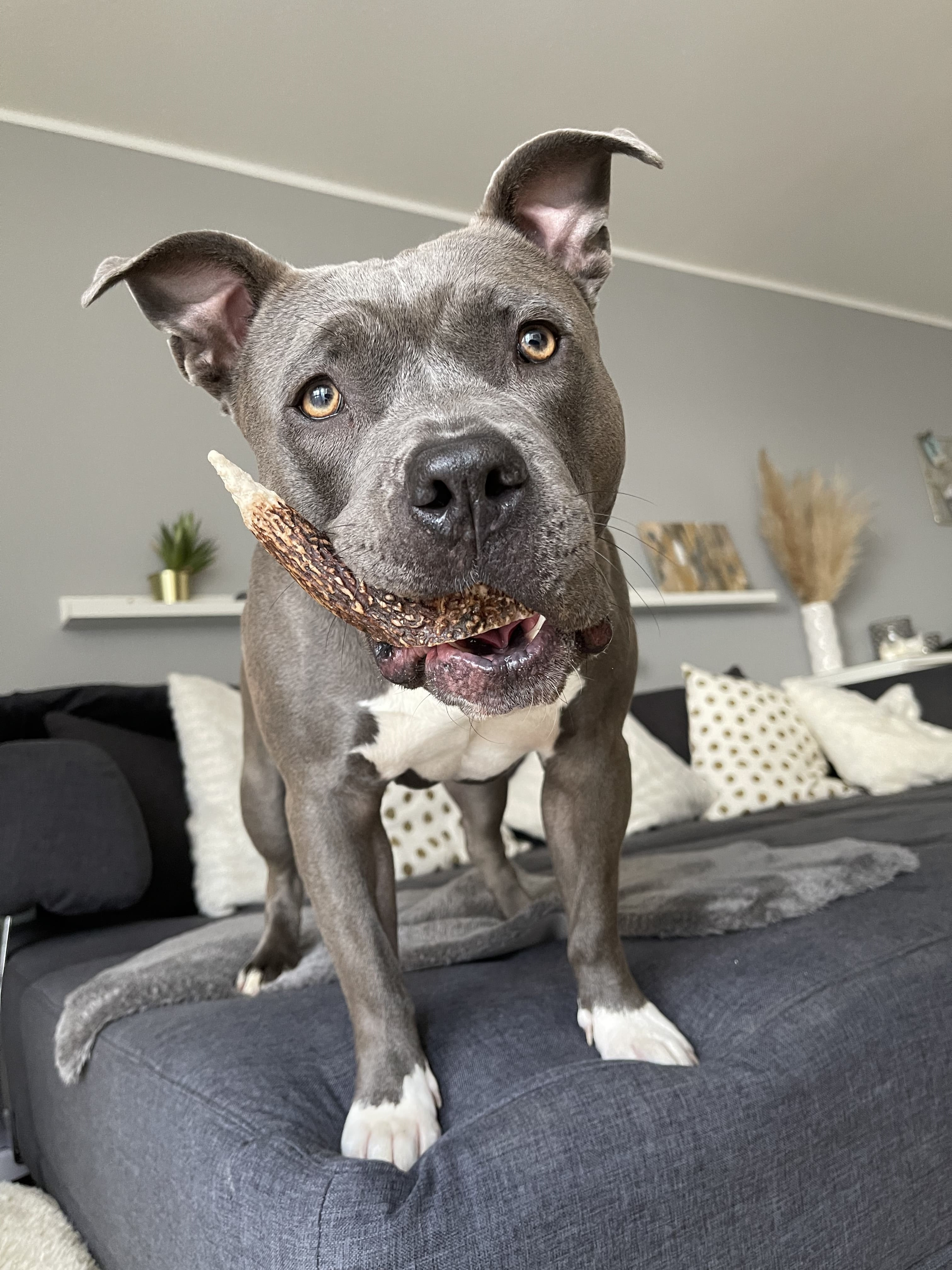 Hirschgeweih für Hunde - Hirsch-Geweihe XXL - 160 g