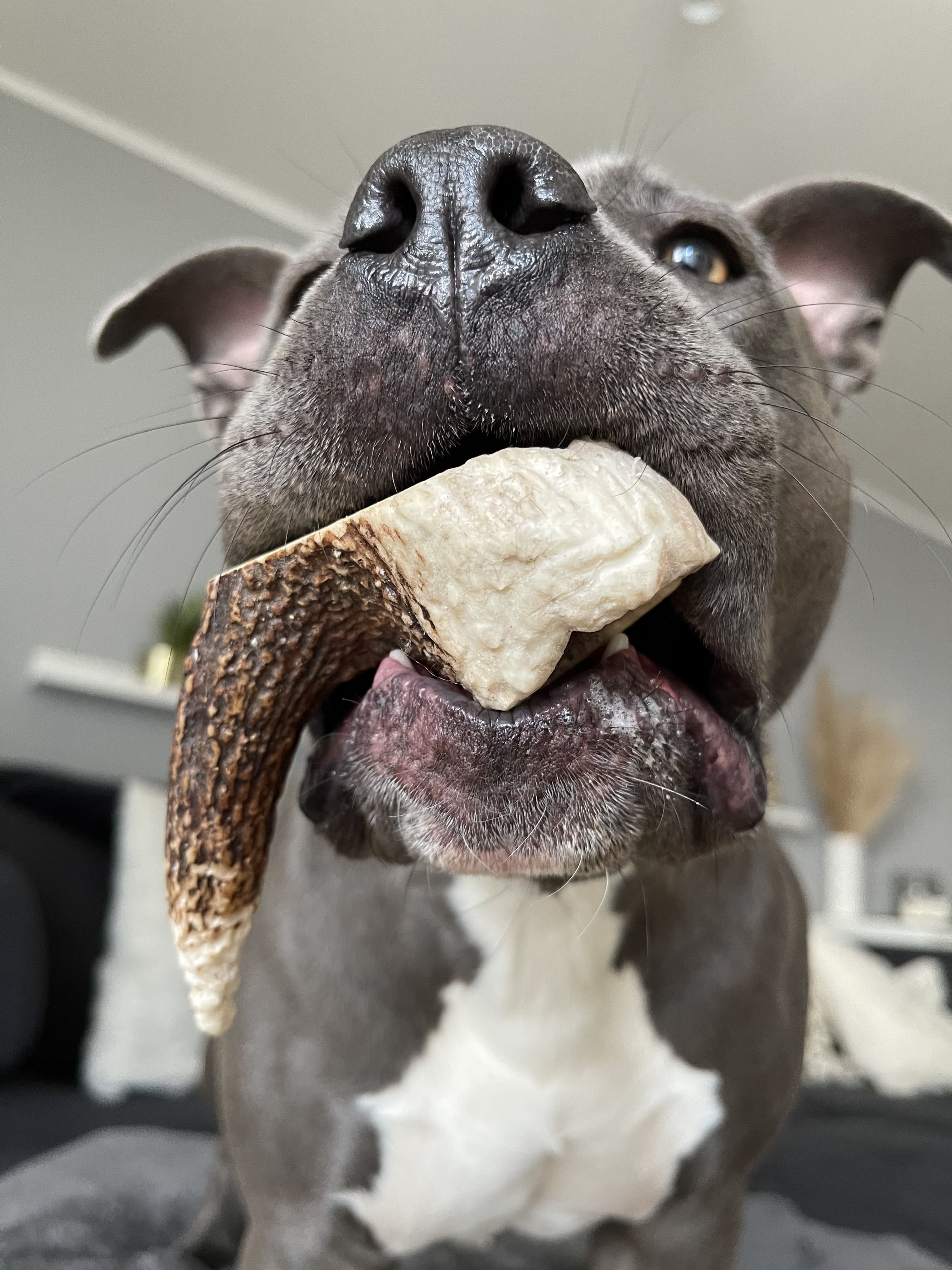 Hirschgeweih für Hunde - Hirsch-Geweihe XXL - 160 g
