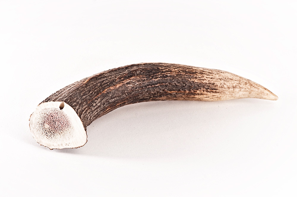 Hirschgeweih für Hunde - Hirsch-Geweihe XXL - 160 g