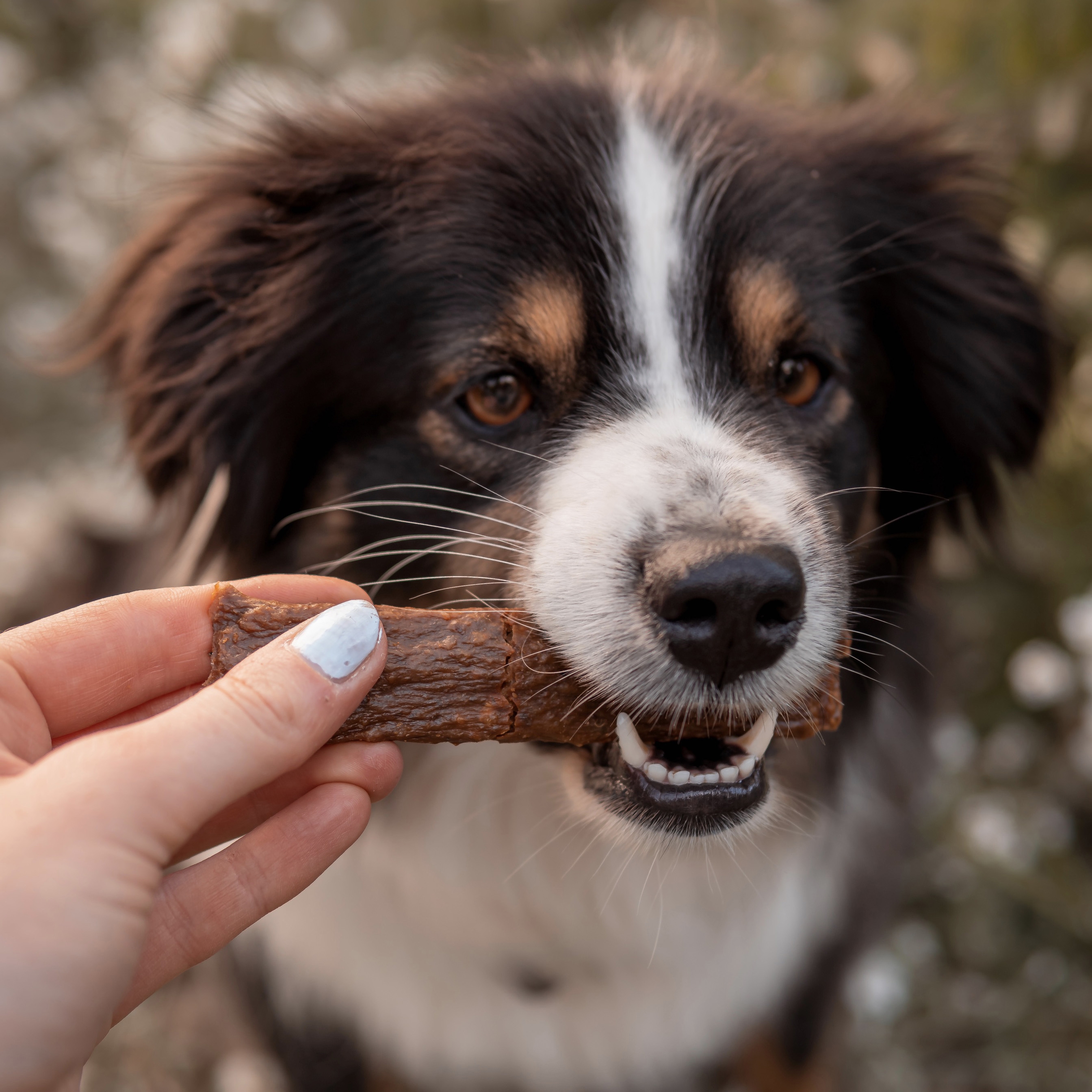 Hundesnack - Fleischstreifen Wildschwein - 100 g