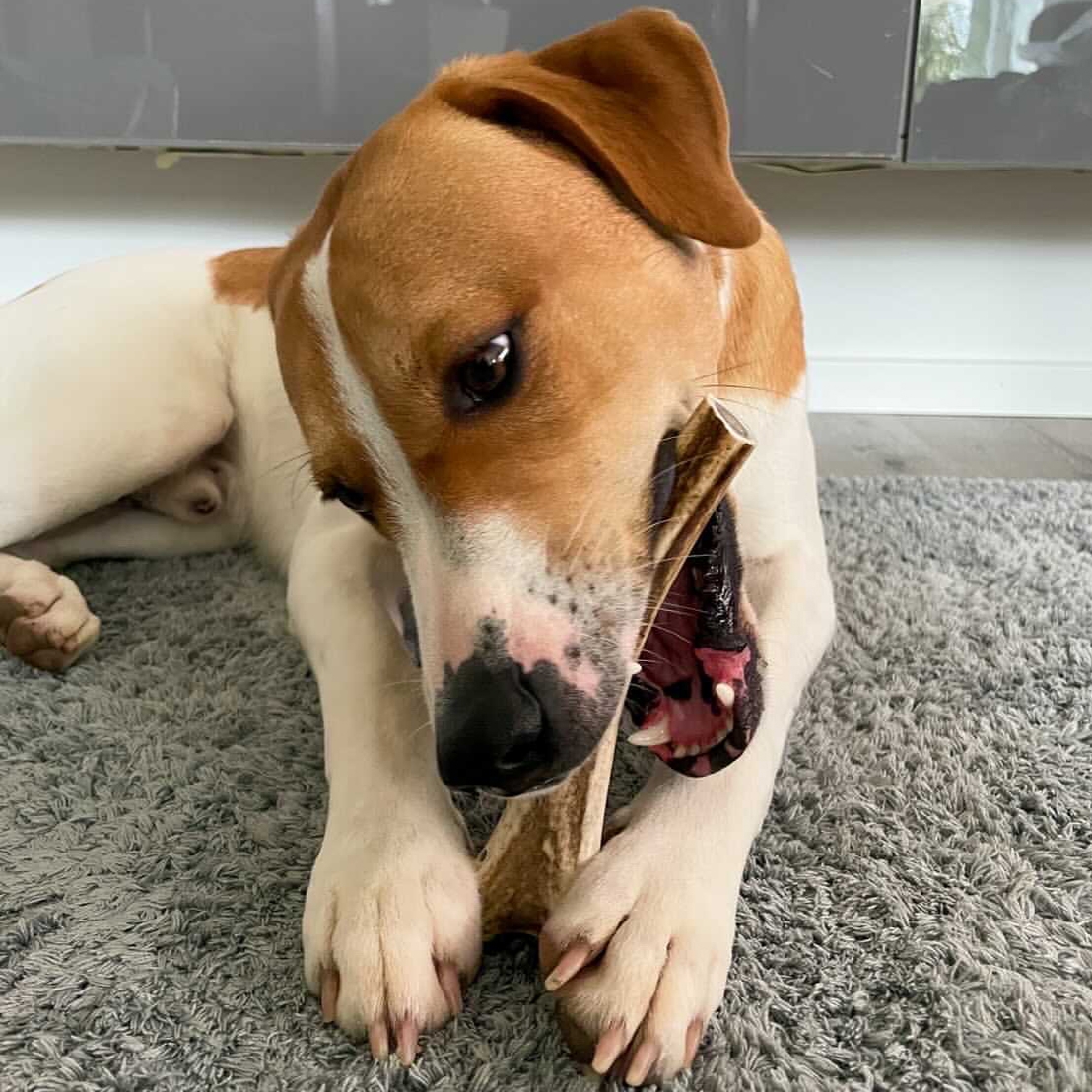 Hirschgeweih für Hunde - Hirsch-Geweihe XL - 120 g