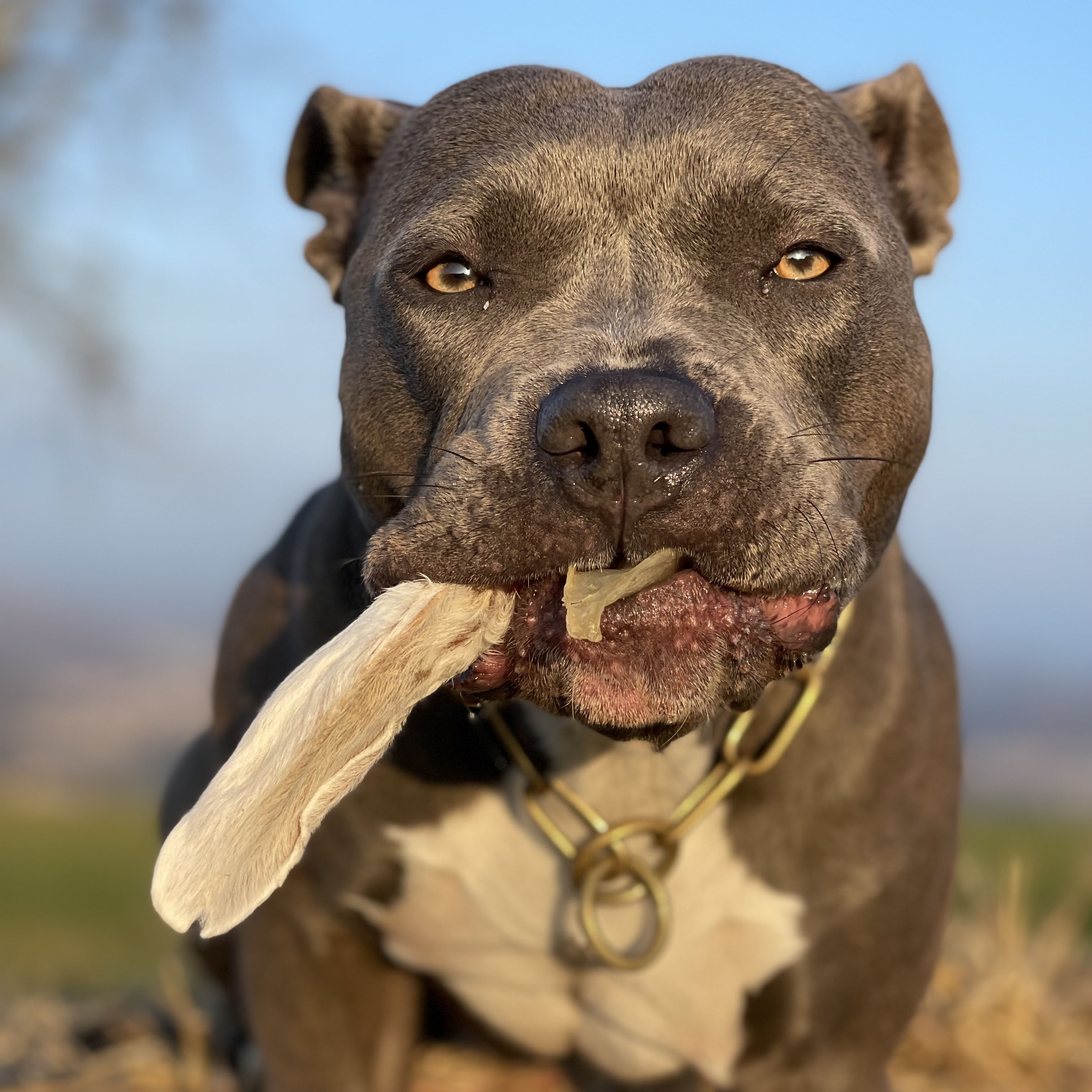 Hundeleckerli - Kaninchenohren mit Fell - 200 g