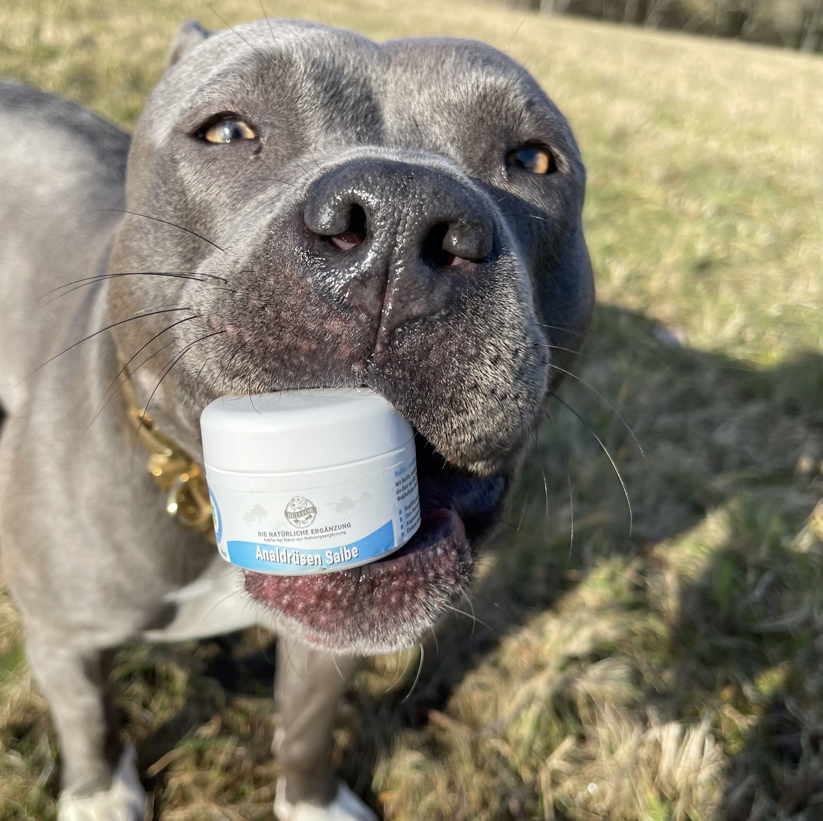 Analdrüsen Salbe für Hunde - 30 ml