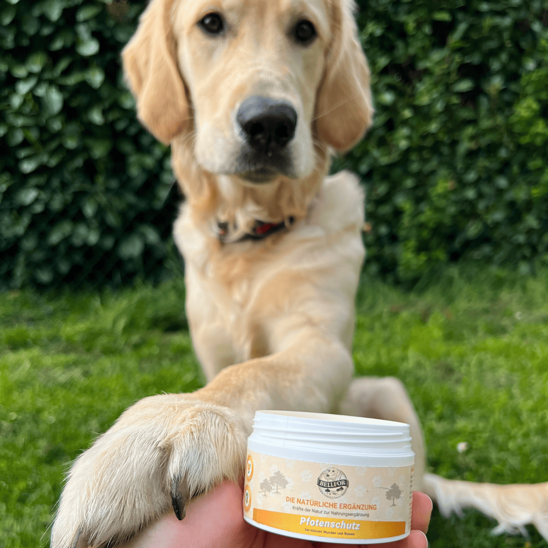 Salbe für Pfotenschutz Hunde - 100ml
