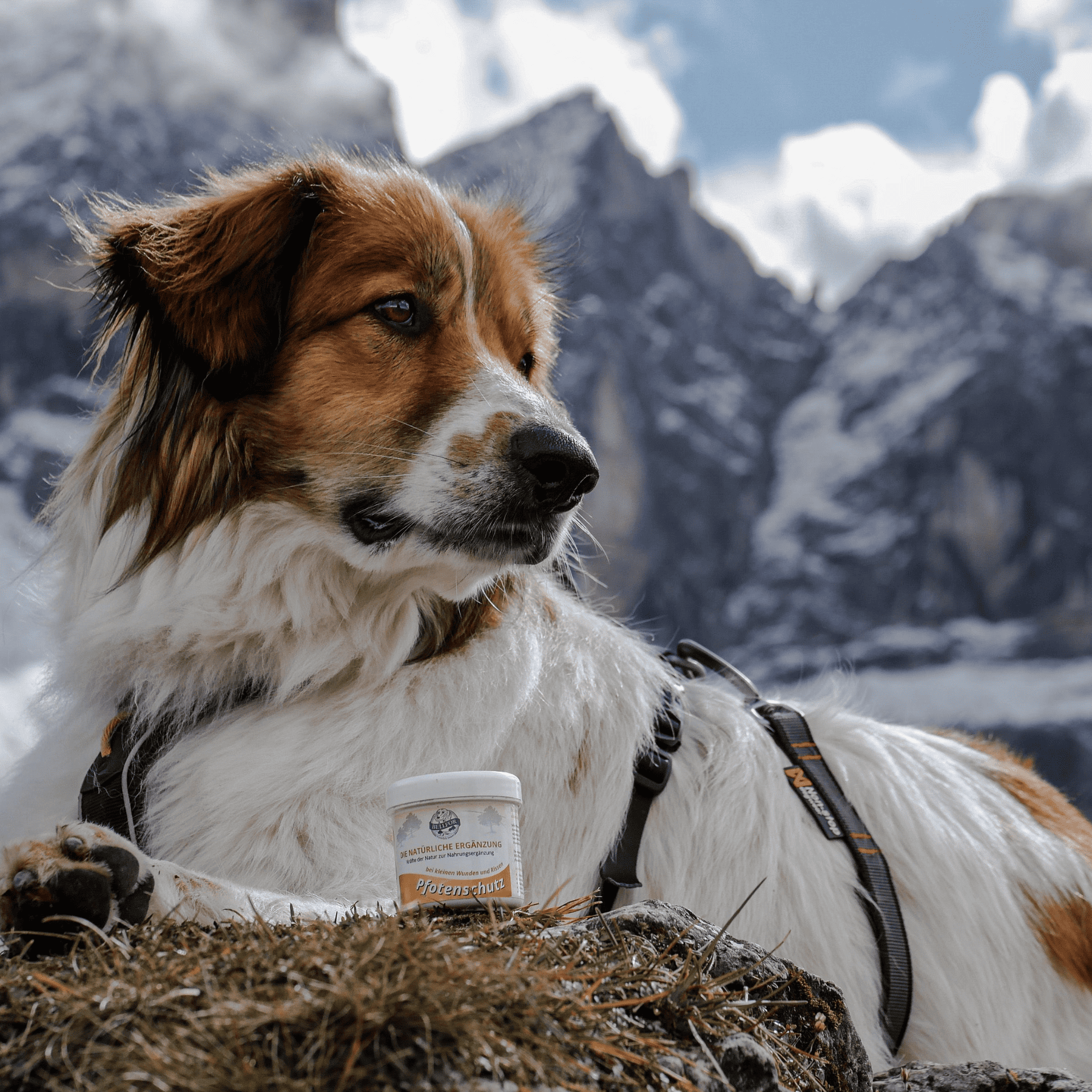 Salbe für Pfotenschutz Hunde - 100ml