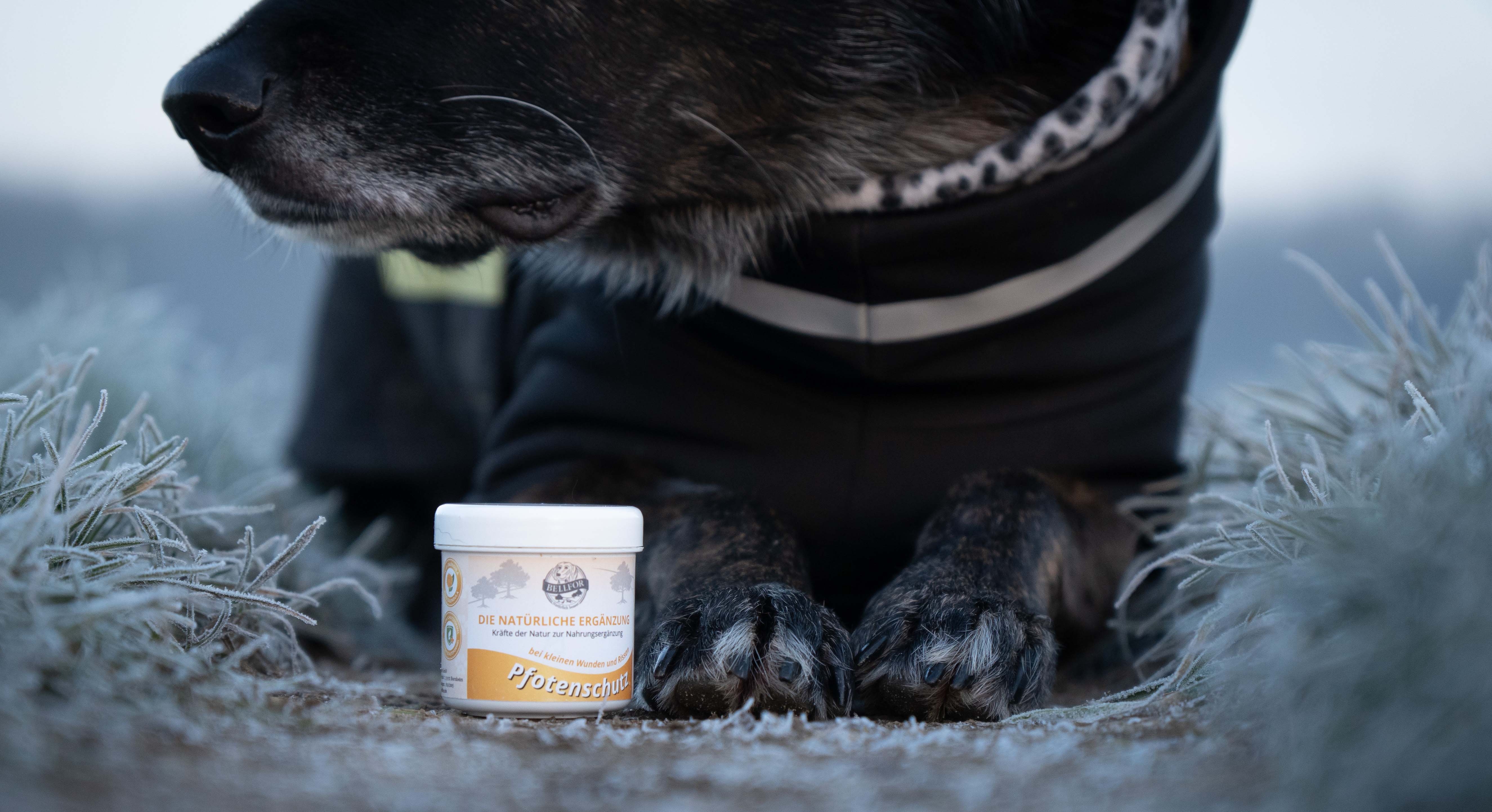 Salbe für Pfotenschutz Hunde - 100ml
