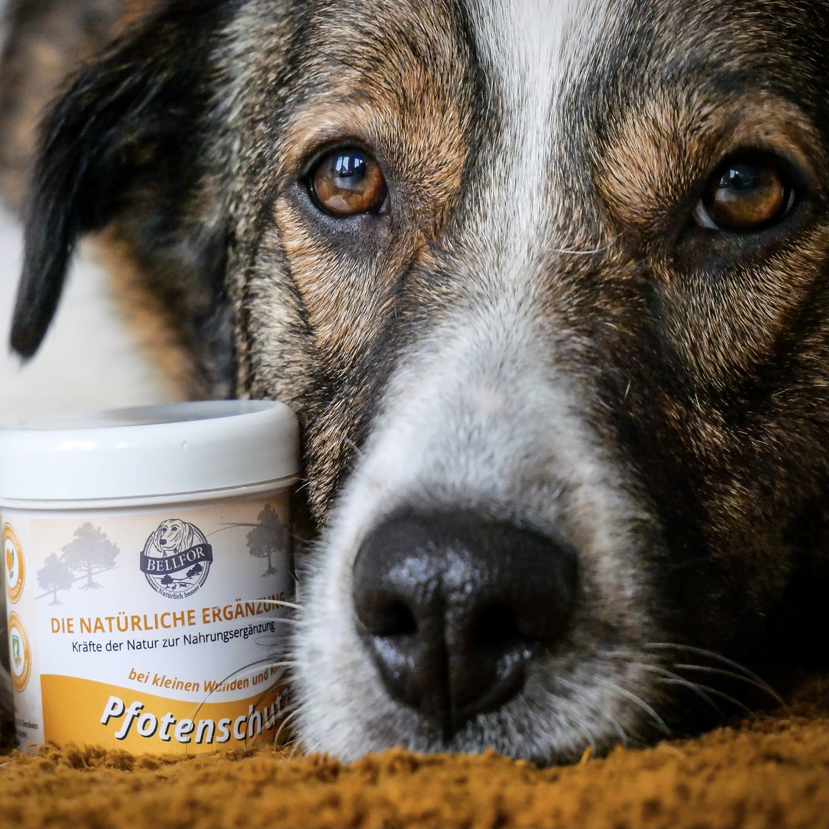 Salbe für Pfotenschutz Hunde - 100ml