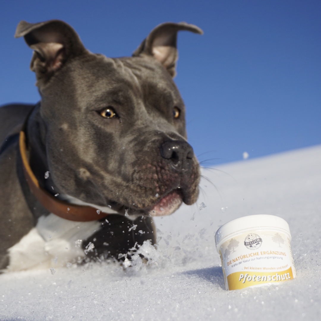 Salbe für Pfotenschutz Hunde - 100ml