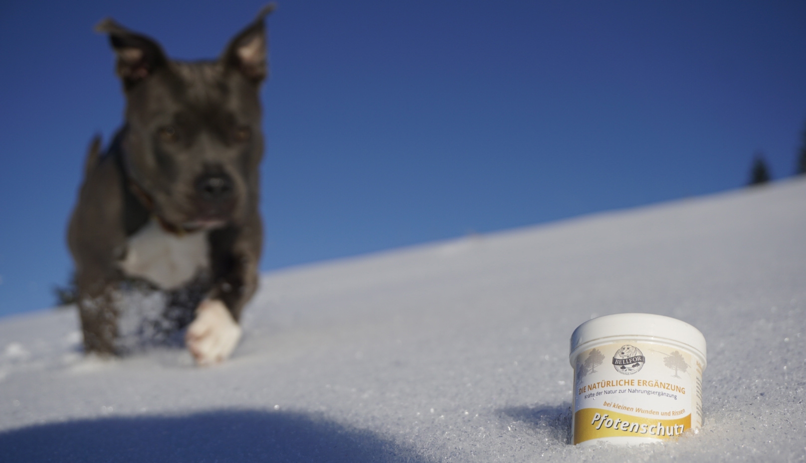 Salbe für Pfotenschutz Hunde - 100ml