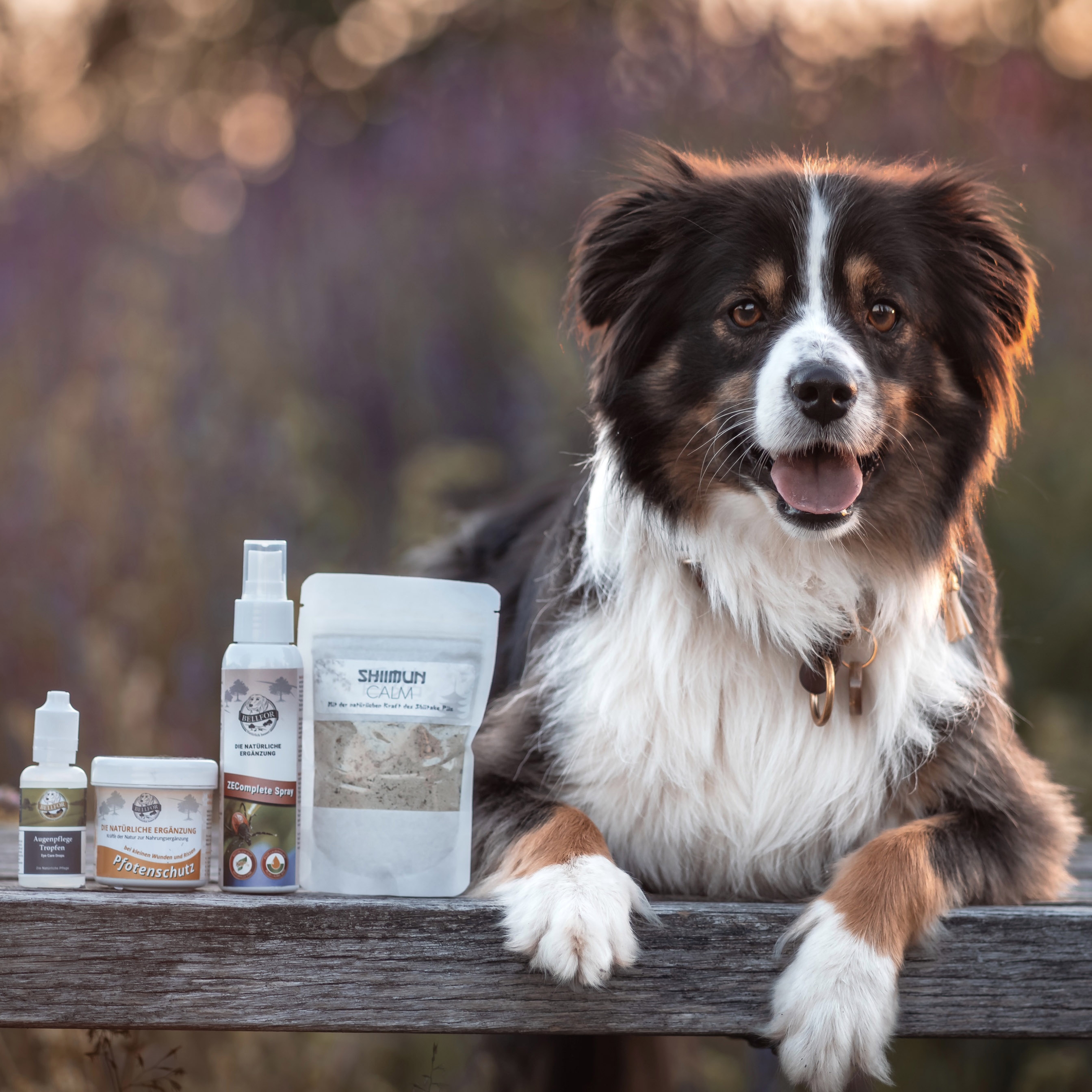 Sommerurlaub Sparset für Hunde