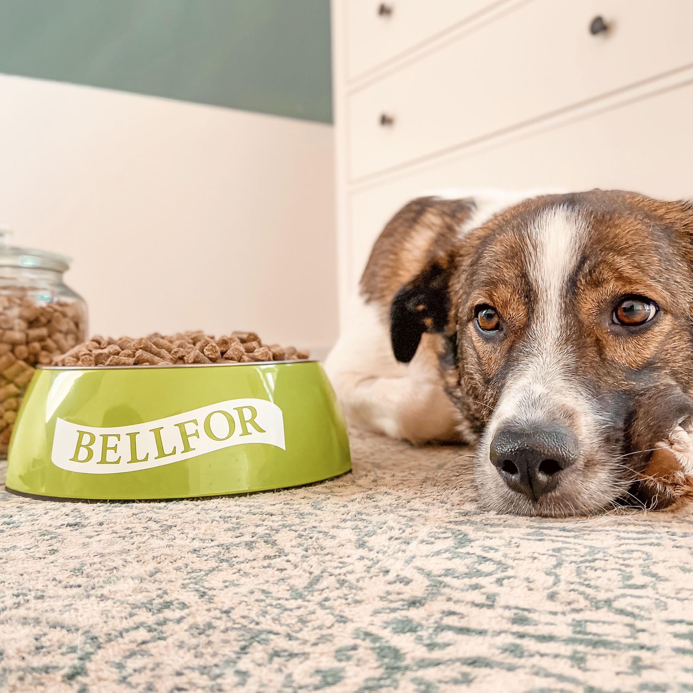 Trockenfutter mit Insekten - Naturgut-Schmaus - 10 kg