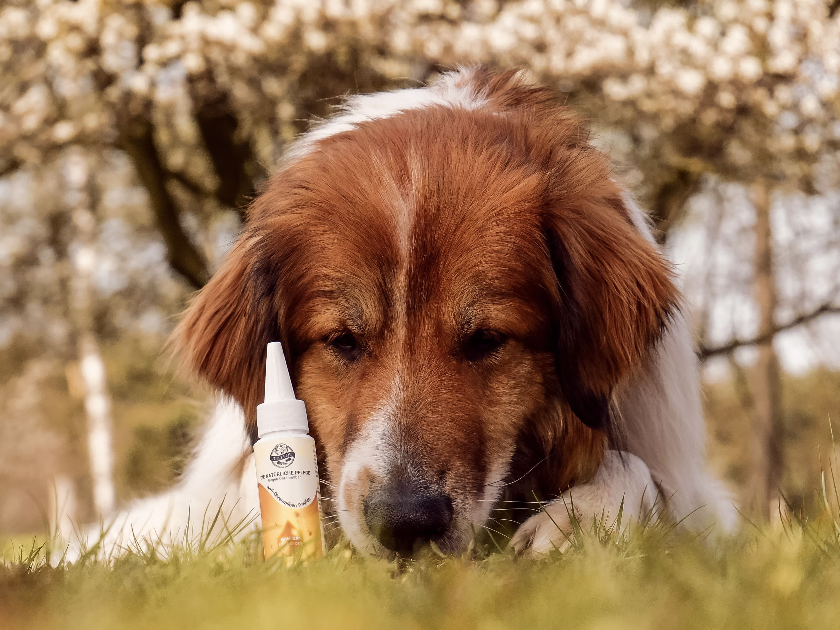 Ohrmilben Tropfen für Hunde - 50 ml