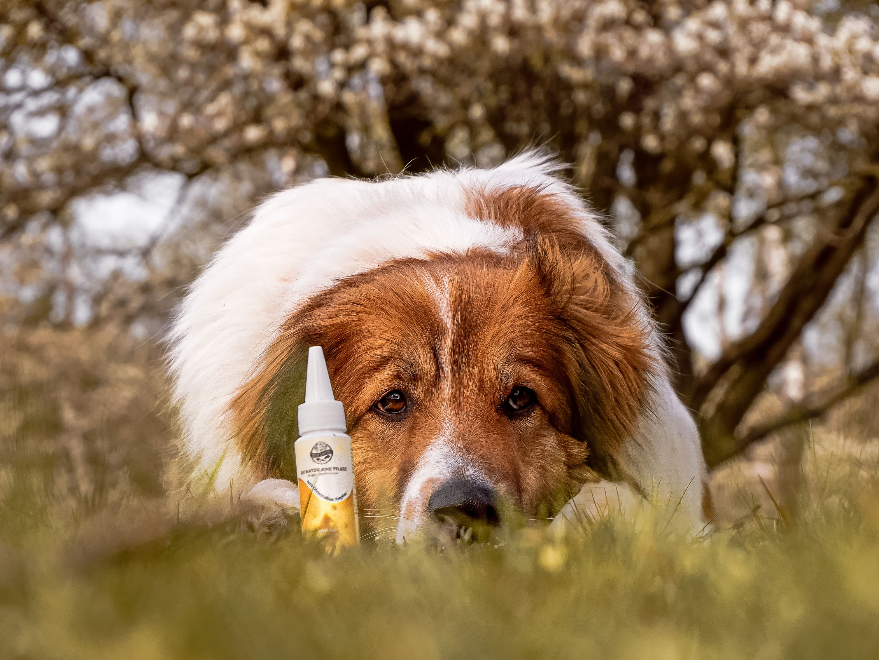 Ohrmilben Tropfen für Hunde - 50 ml