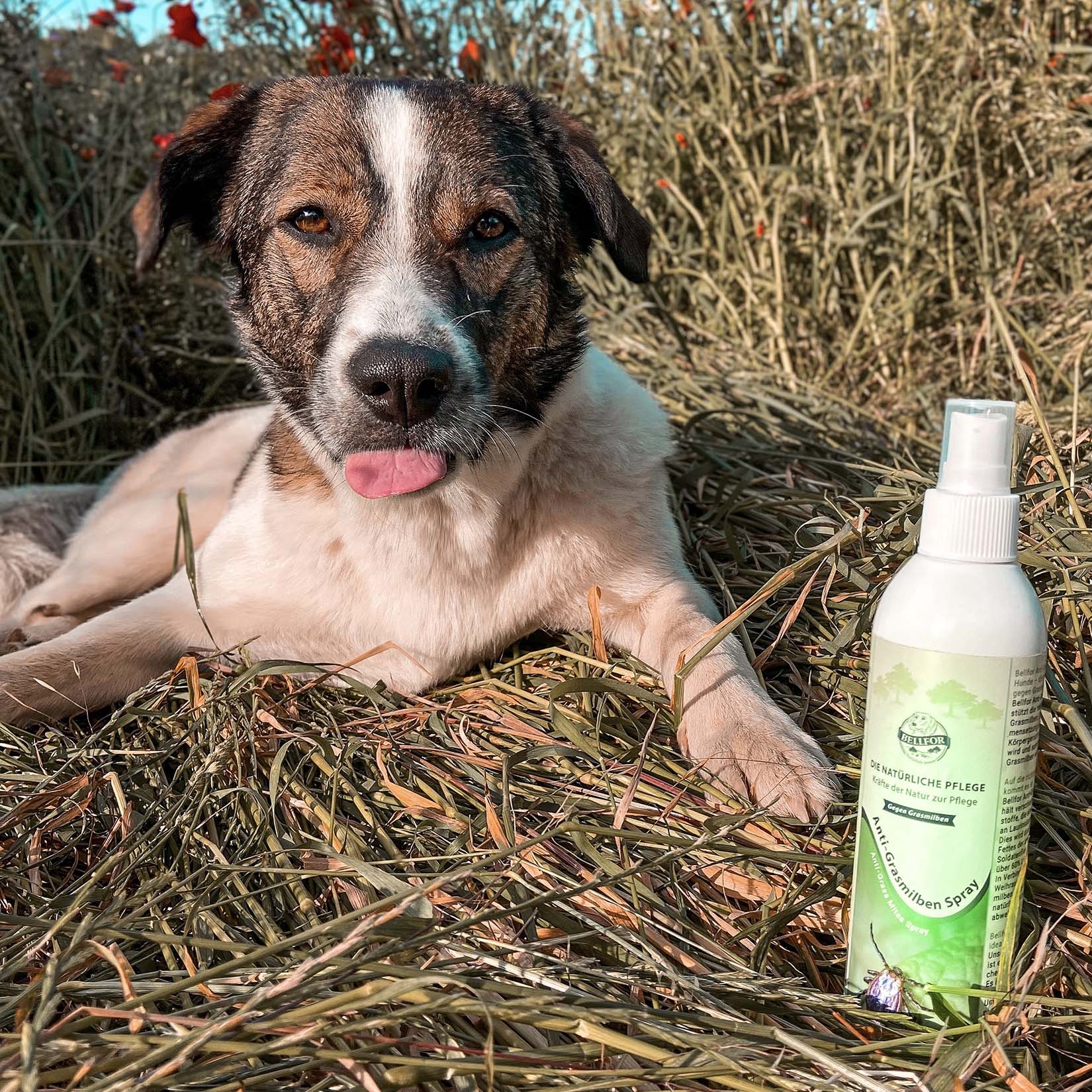 Anti-Grasmilben-Spray - 250 ml