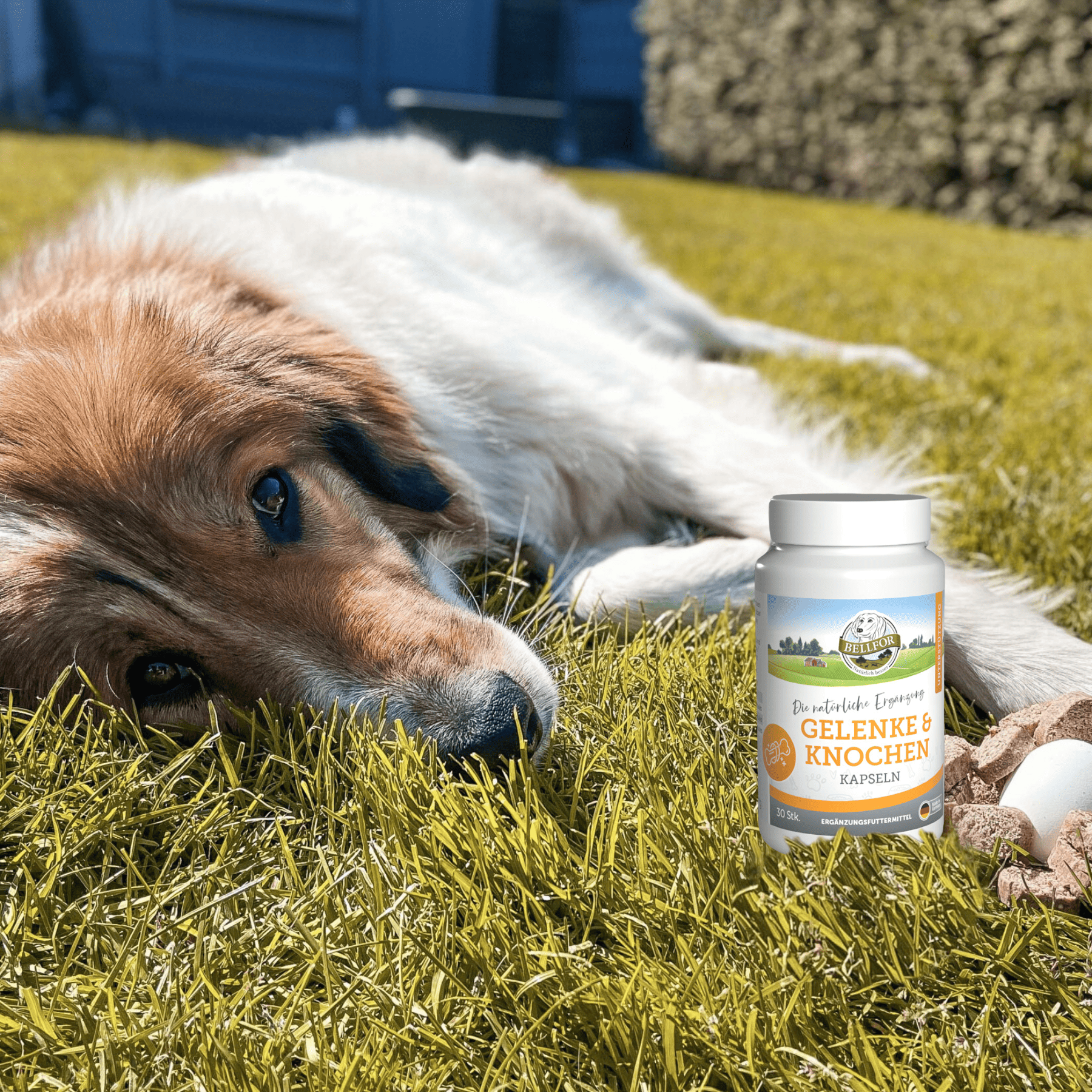 Gelenke & Knochen mit Ovopet - 30 Kapseln