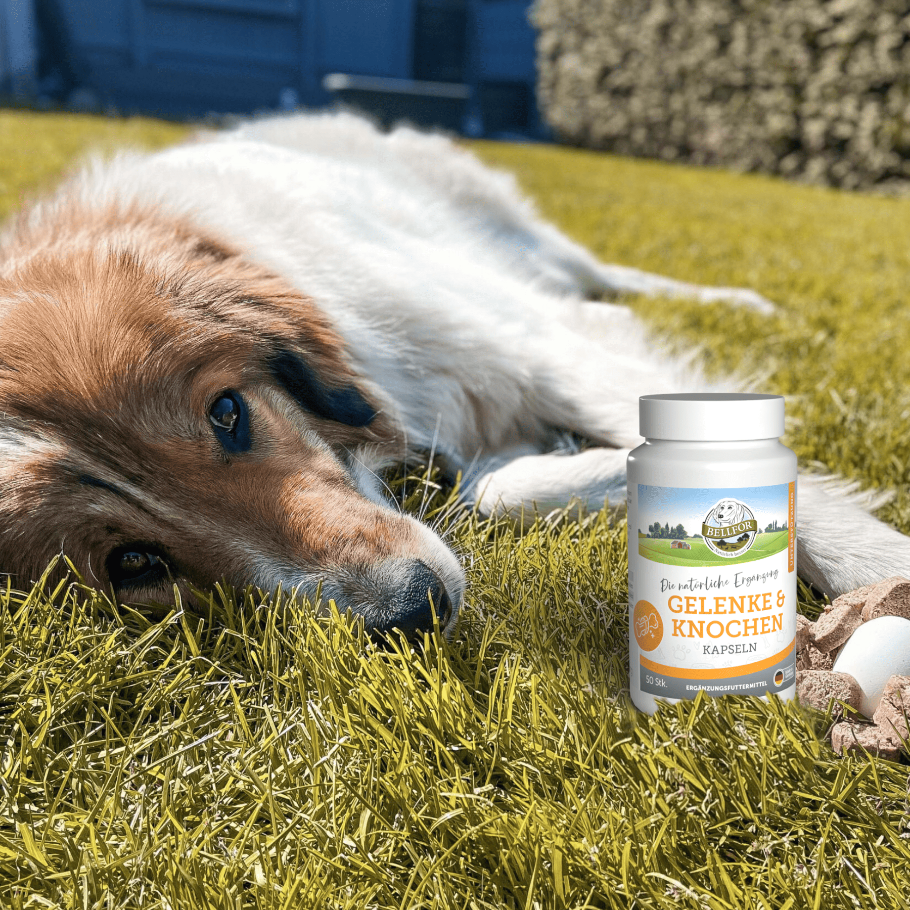 Gelenke & Knochen mit Ovopet - 50 Kapseln