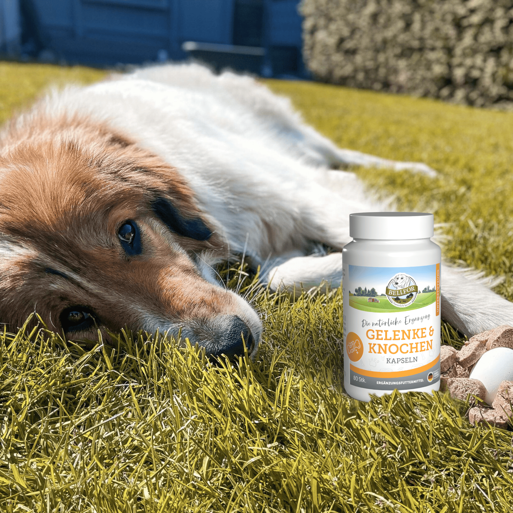 Gelenke & Knochen mit Ovopet - 80 Kapseln