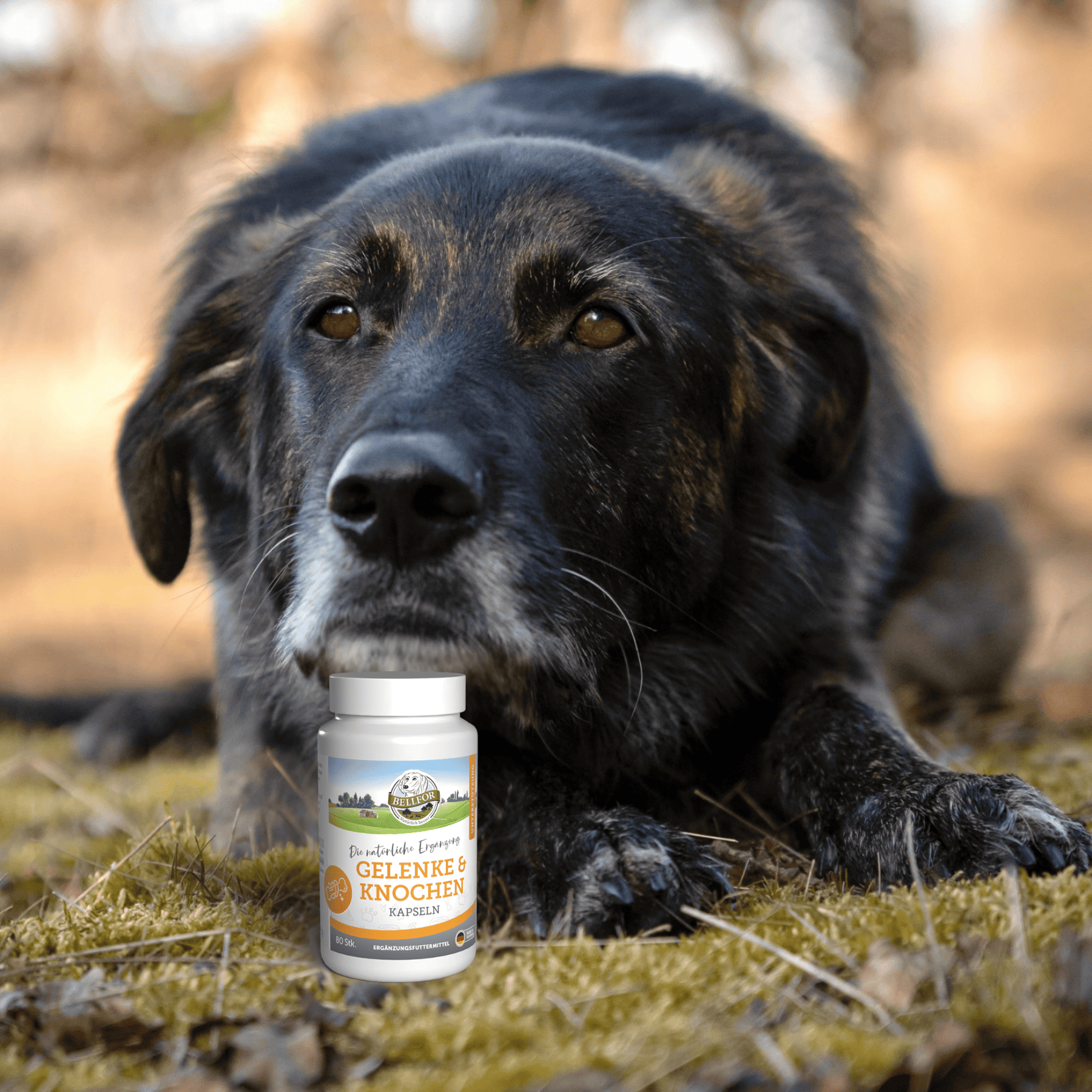 Gelenke & Knochen mit Ovopet - 80 Kapseln