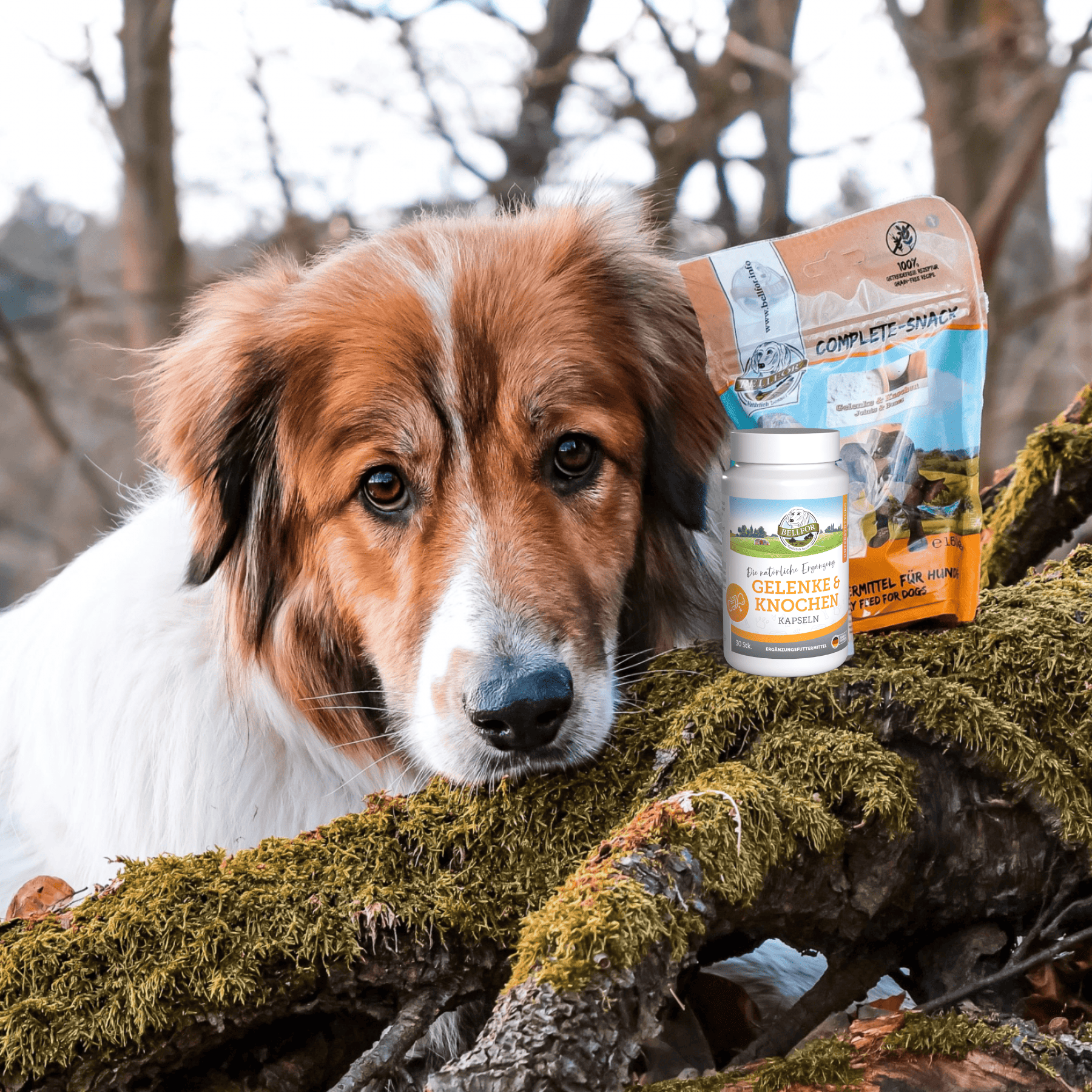 Gelenke & Knochen Sparset für Hunde