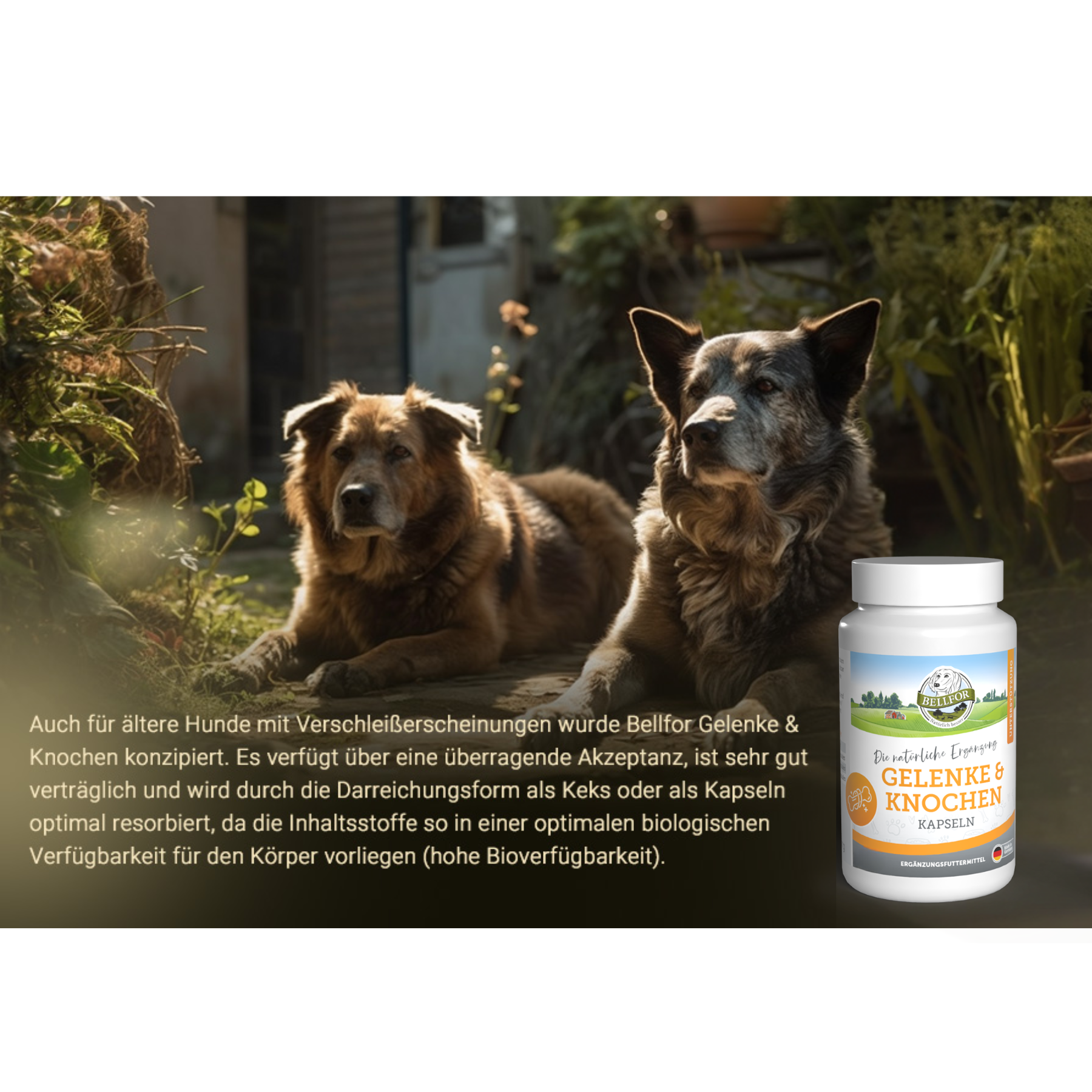 Gelenke & Knochen mit Ovopet - 50 Kapseln