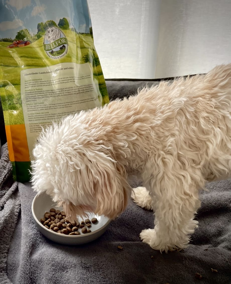 Trockenfutter für heranwachsende Hunde mit Insektenprotein - Landgut-Schmaus Junior - 7,5 kg