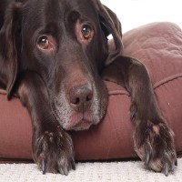 Schlaganfall beim Hund: Symptome, Behandlung und Prognose