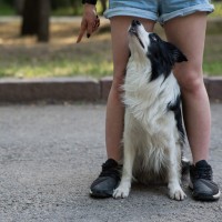 Was es bedeutet, wenn mein Hund mit seinem Hinterteil „Schlitten fährt“ 