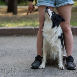 Was es bedeutet, wenn mein Hund mit seinem Hinterteil „Schlitten fährt“ 