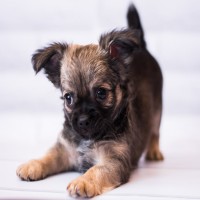 Welpen Wohlbefinden: Innovative Strategien zur Entwurmung