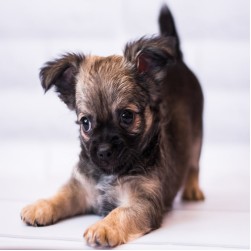 Welpen Wohlbefinden: Innovative Strategien zur Entwurmung