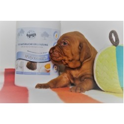 Welpenmilch für Hunde: darauf kommt es an