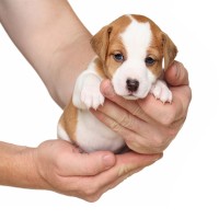 Welpenpflege: Was jeder Hundebesitzer wissen sollte