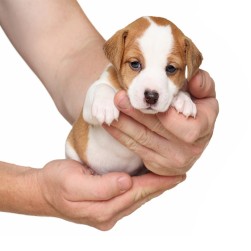 Welpenpflege: Was jeder Hundebesitzer wissen sollte