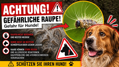 Eichenprozessionsspinner Raupen auf einem Eichenstamm – Gefahr für Hunde