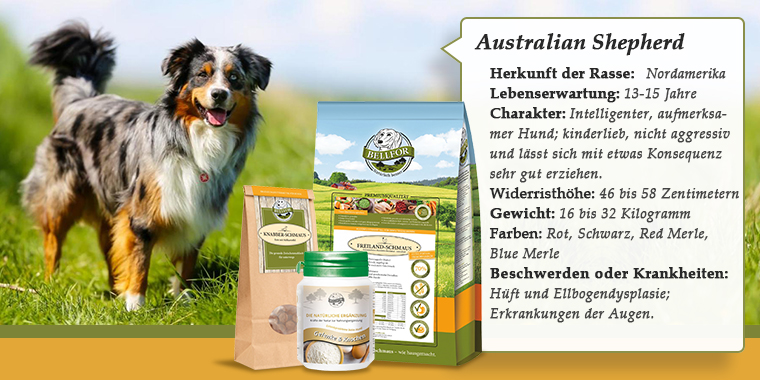 Australian Shepherd Banner
