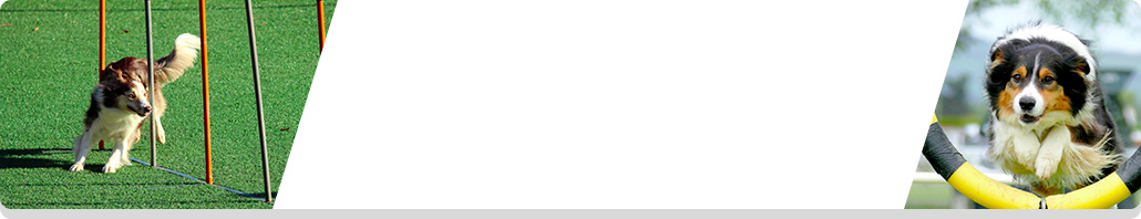 Sporthund Nahrungsoptimierung
