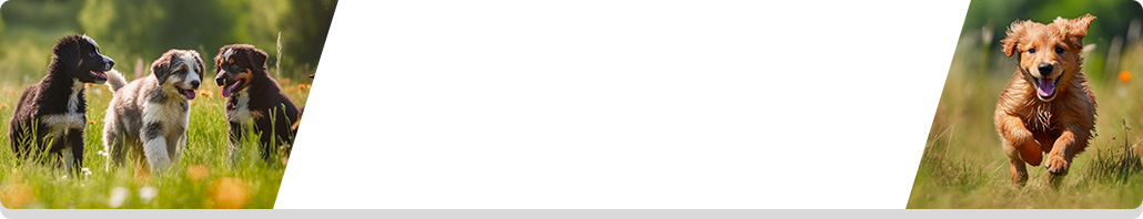 Optimale Welpenernährung