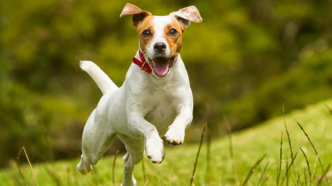 Alternative Mittel gegen Zecken und Flöhe beim Hund