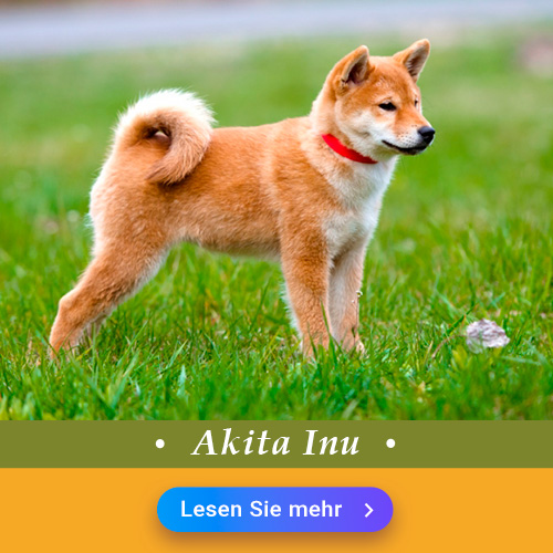 Akita Inu