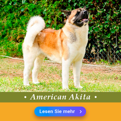 American Akita