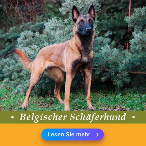 Belgischer Schäferhund