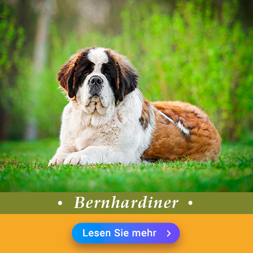 Bernhardiner